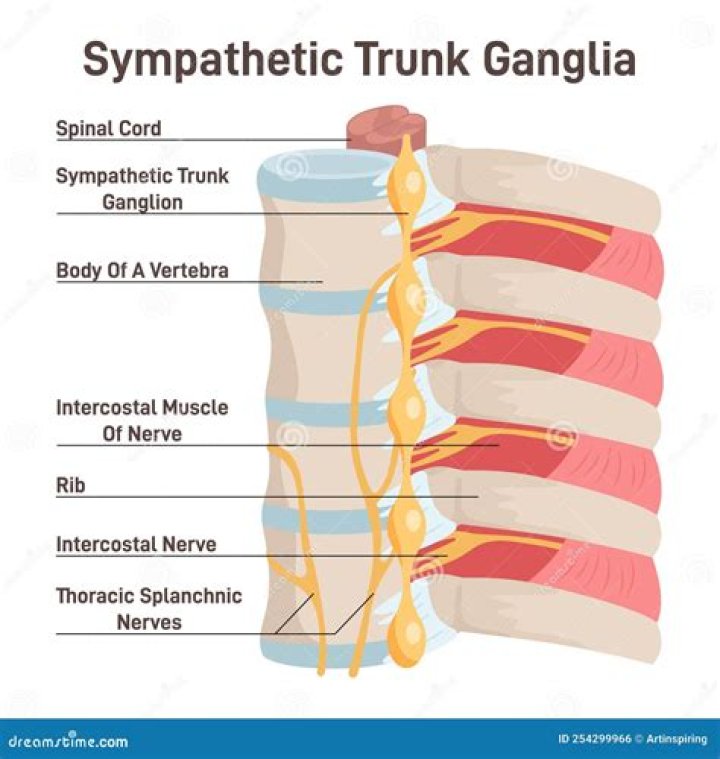 What is ganglia in spinal cord?