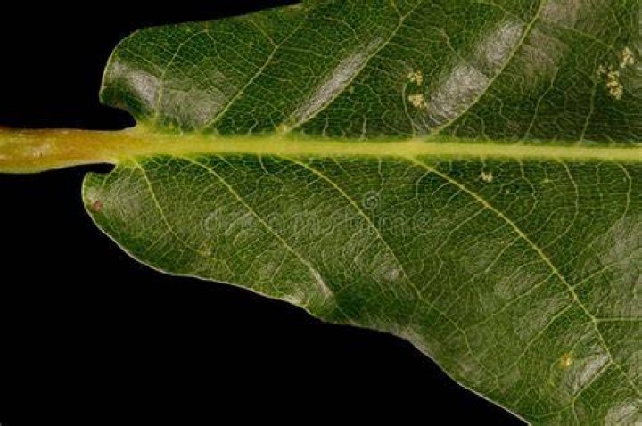 What is Glabrous leaf?