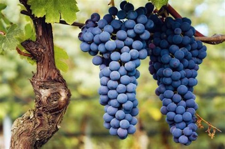 What is Langhe Nebbiolo?
