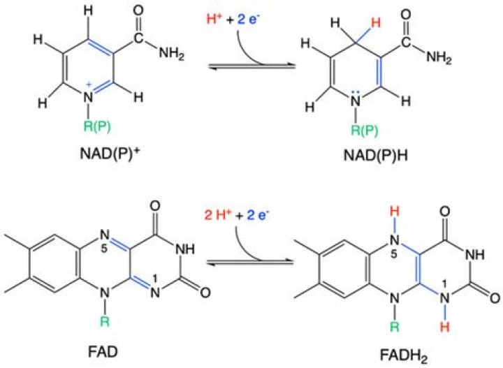 What is NAD+ NADH & FADH2?