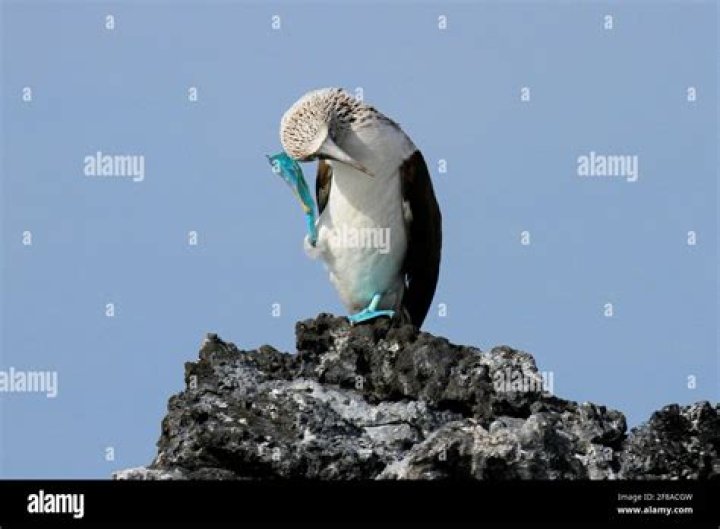 What is scratching bird?