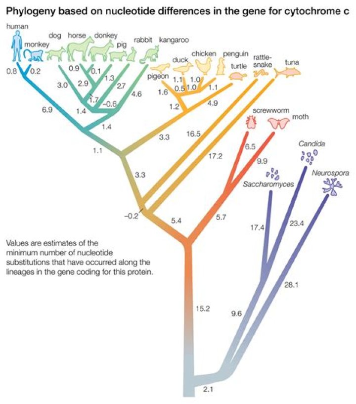 What is systematics in taxonomy?