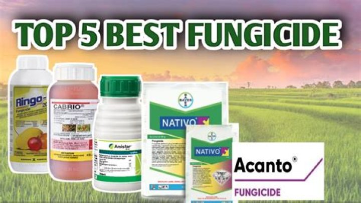 What is the best fungicide for mold?