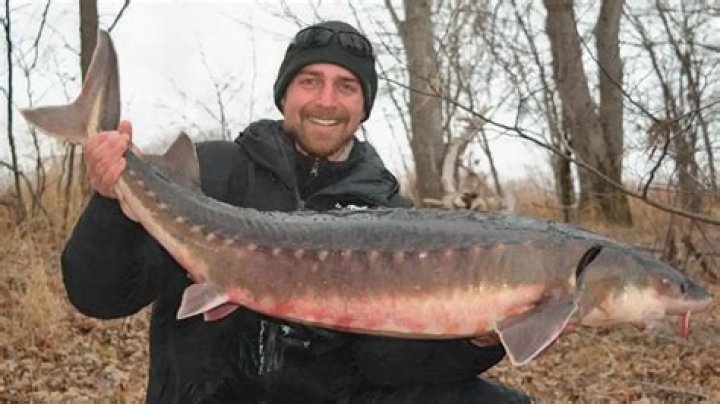 What is the biggest sturgeon caught in the Mississippi River?