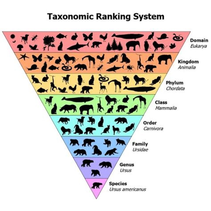 What is the classification of a chameleon?
