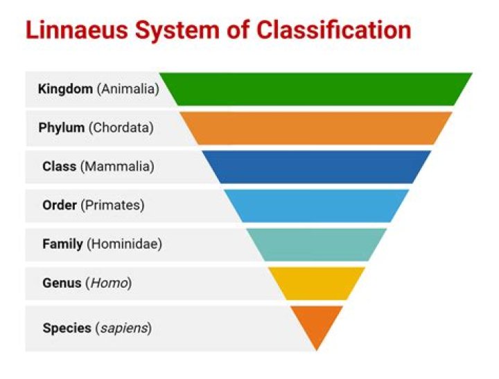 What is the classification of Lily?