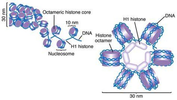 What is the composition of histone octamer?
