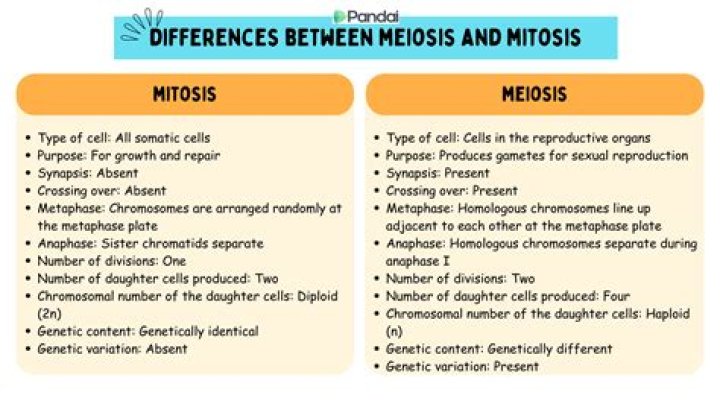 What is the difference between Cebo and bellota?