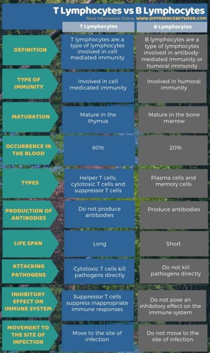 What is the difference between T lymphocytes and B lymphocytes?