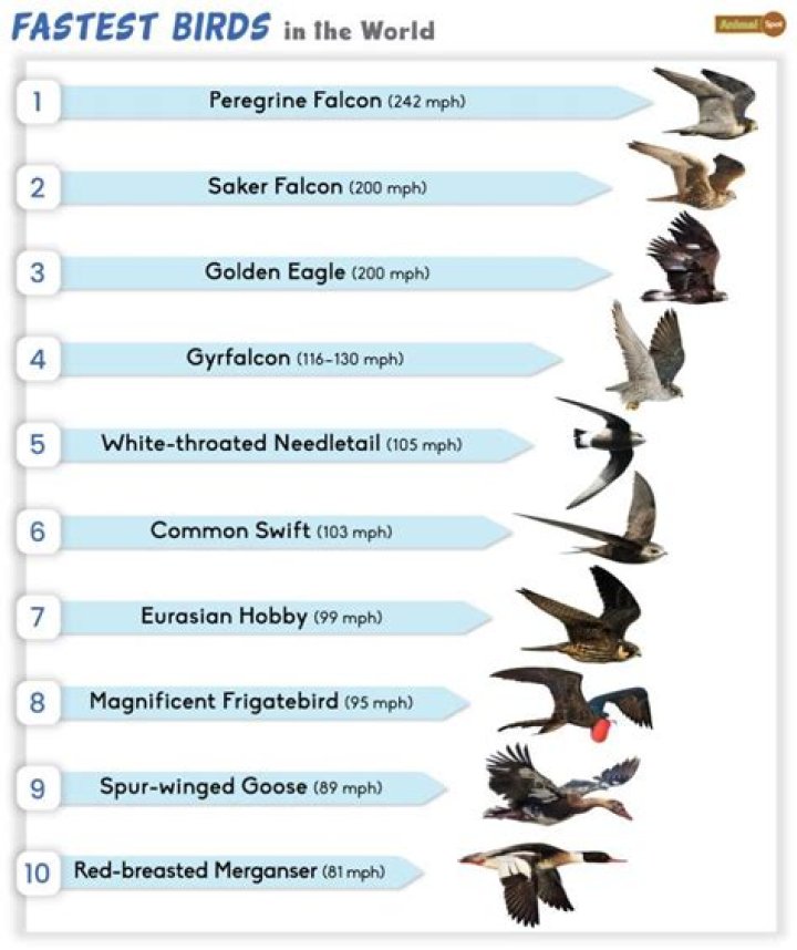 What is the fast flying bird?