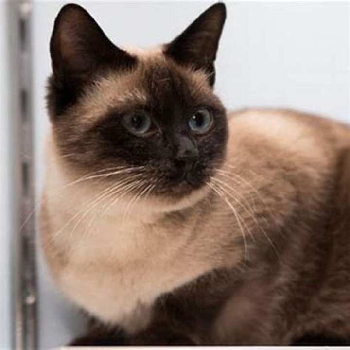 What is the friendliest cat for children?