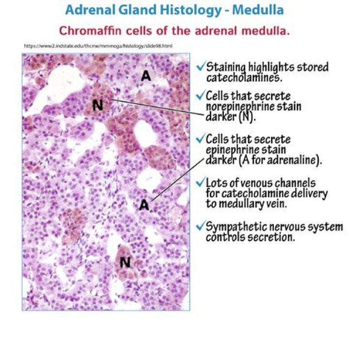 What is the function of the chromaffin cells in the adrenal medulla?