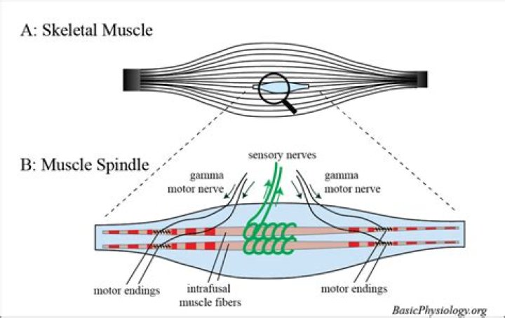 What is the function of the muscle spindle?