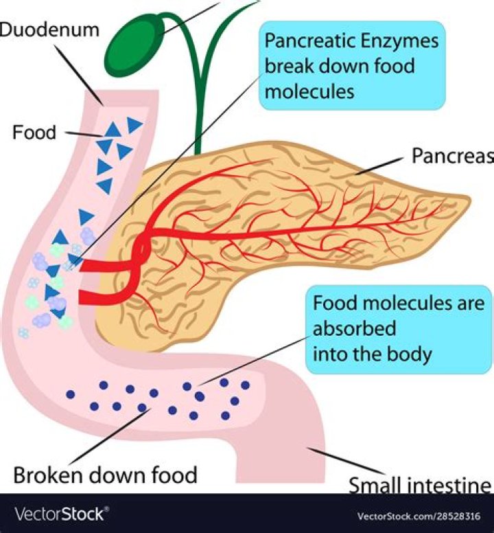 What is the function of the pancreas?