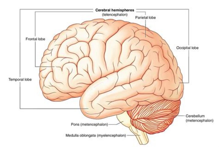 What is the functions of the parietal lobe?