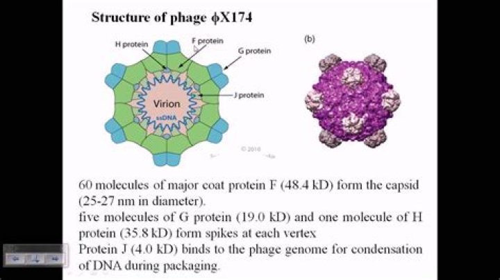 What is the genetic material of PhiX174?