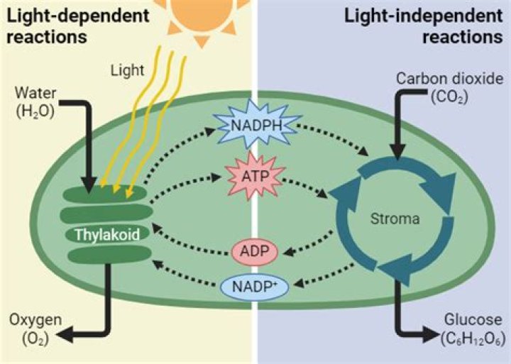 What is the Hill reaction in photosynthesis?