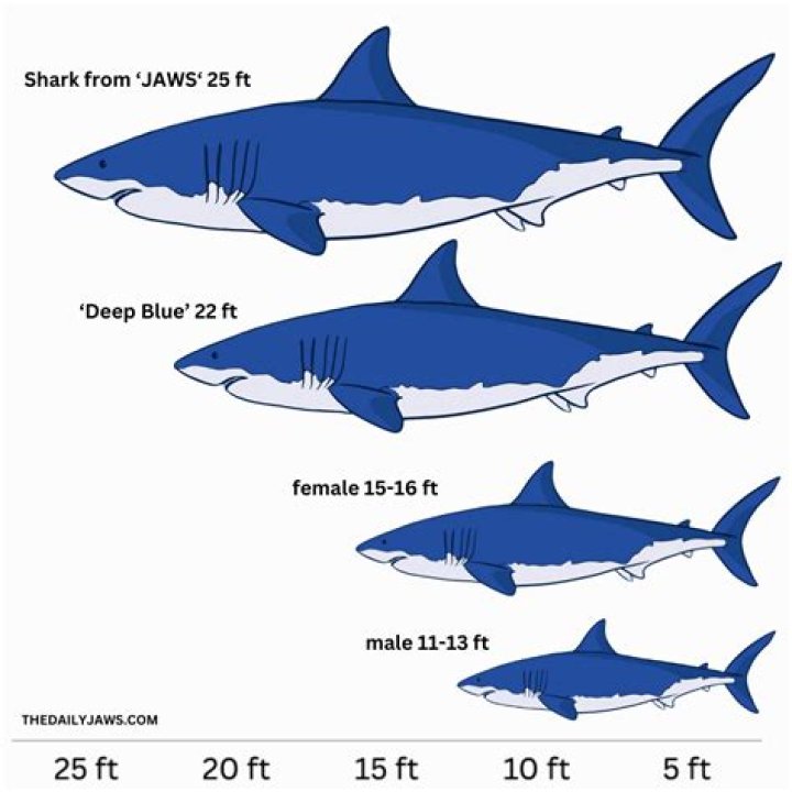 What is the largest shark ever recorded?
