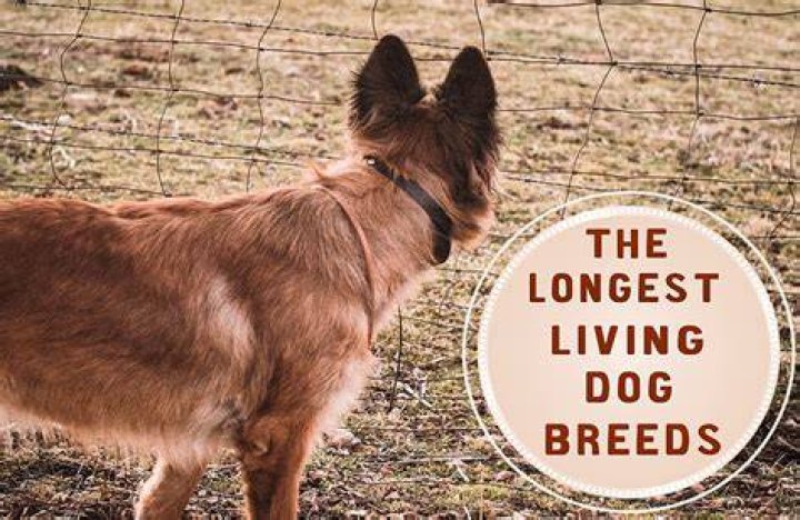What is the longest living dog on record?