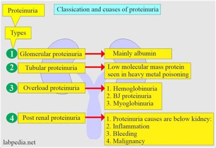 What is the most common cause of proteinuria?