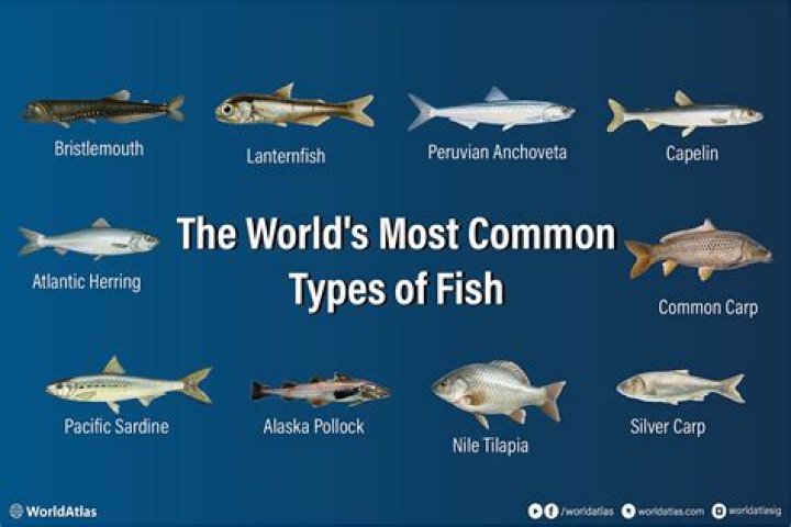 What is the most common reason for a fight?