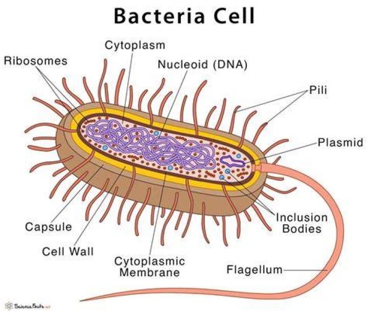What is the organism of bacteria?