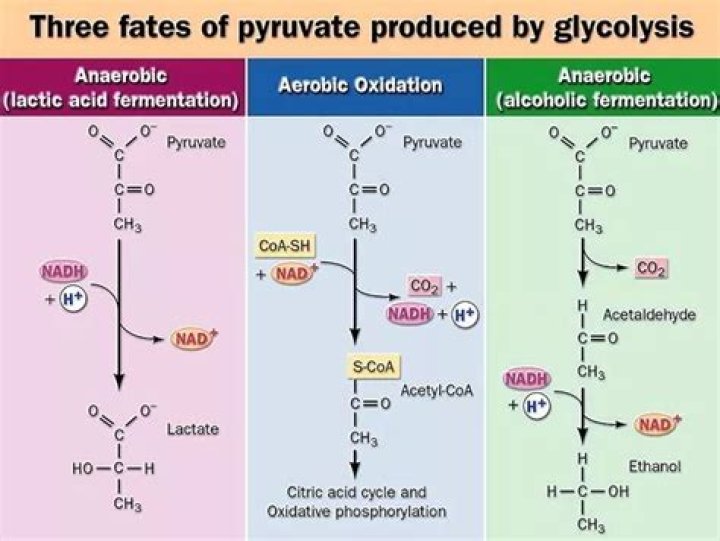 What is the product of pyruvate processing?
