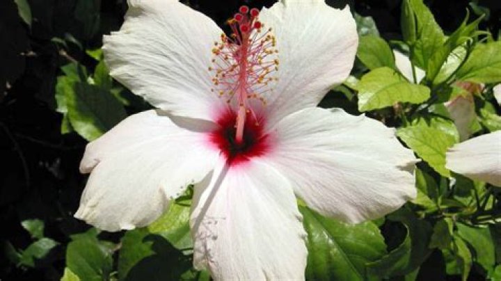 What is the rarest type of lily?