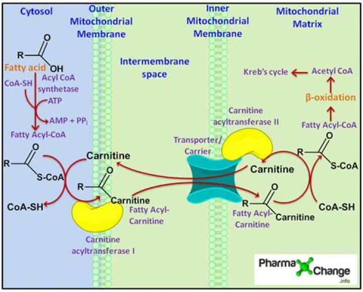 What is the role of carnitine palmitoyltransferase?