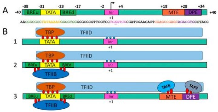What is the role of the TATA box in transcription?
