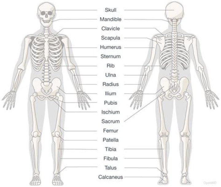What is the skeletal system?