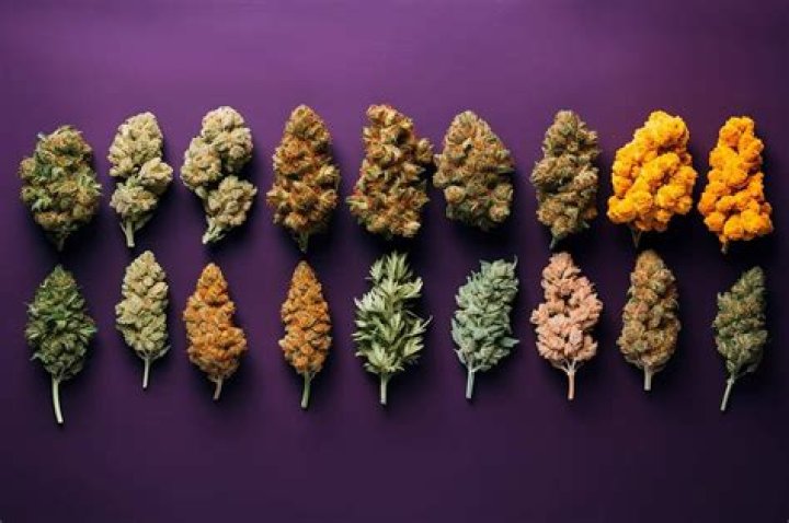 What is the strongest CBD strain in the world?