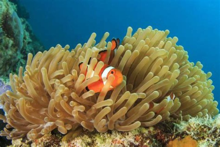 What is the symbiotic relationship between a clownfish and a sea anemone?