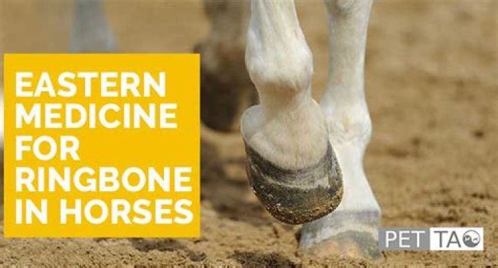 What is the treatment for ringbone in horses?