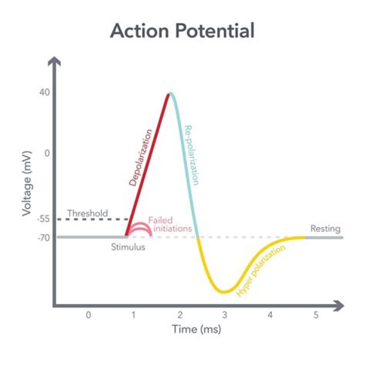 What is the typical duration of a nerve action potential?