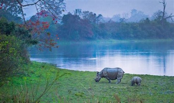 What is vegetation of Assam?