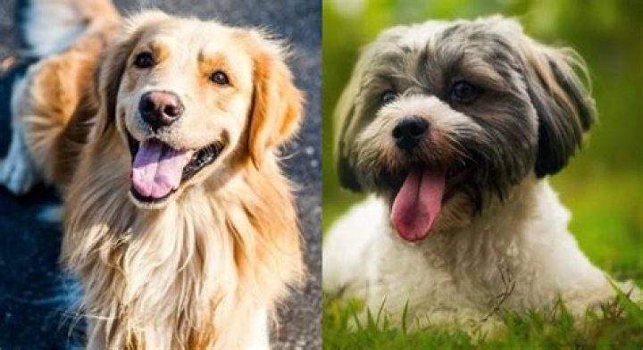 What kind of dog is a Havanese mix?