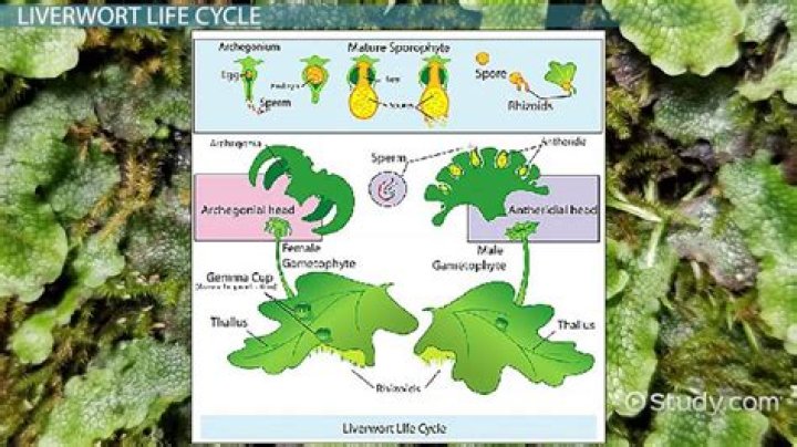 What kingdom do liverworts belong to?