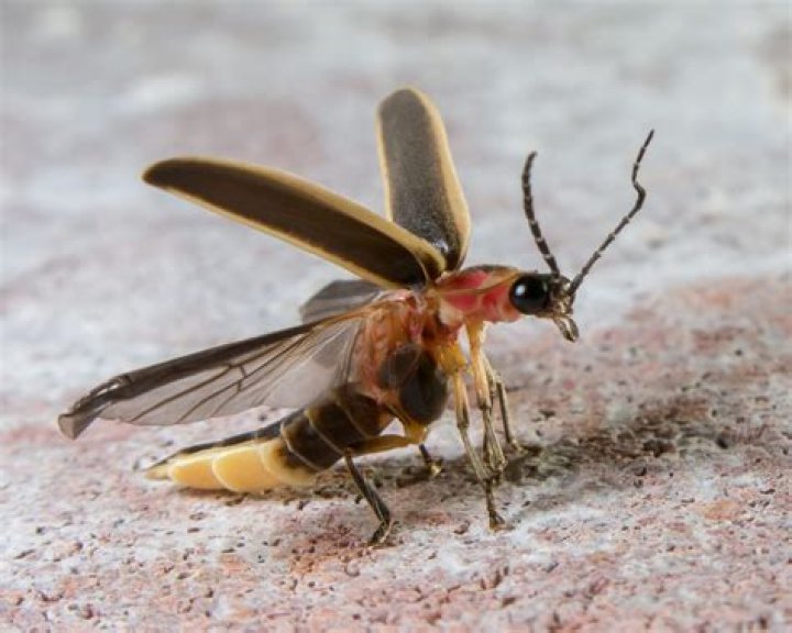 What makes a Firefly so special?