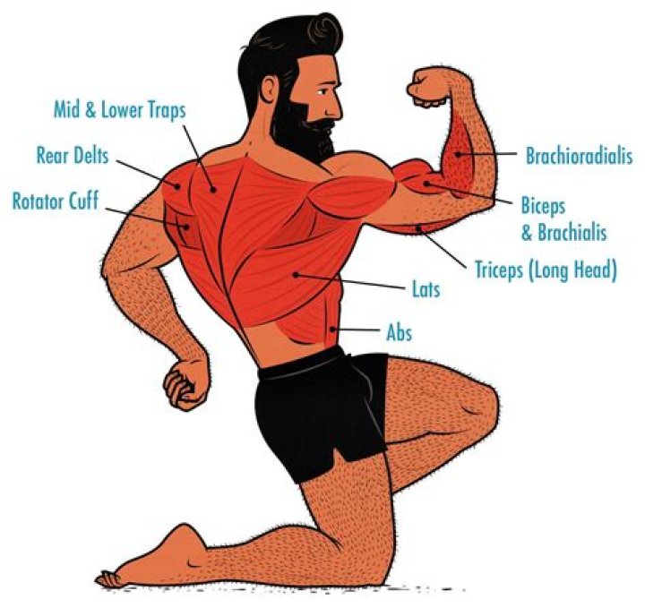 What muscles do offensive linemen use?