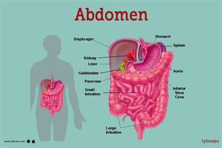 What organ is an inch above your belly button?