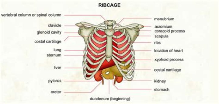 What organ is on the right side below the ribs?