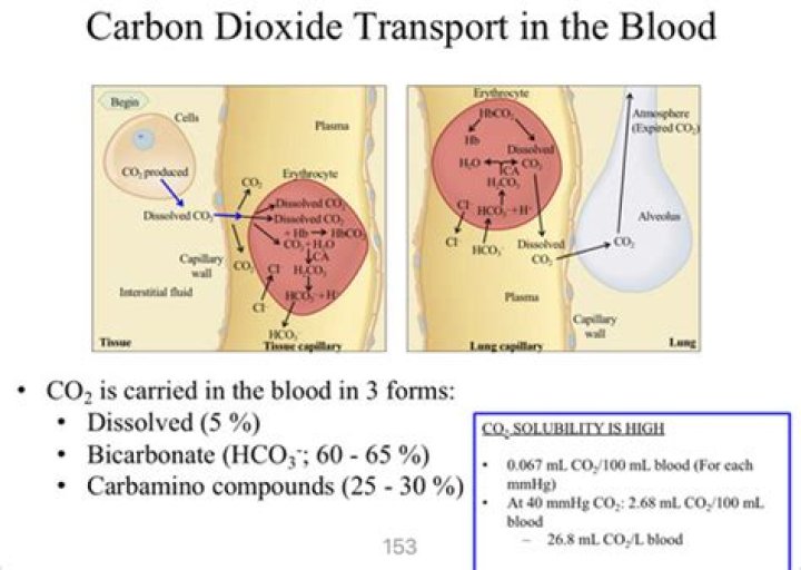 What percentage of CO2 is transported as carbamino?