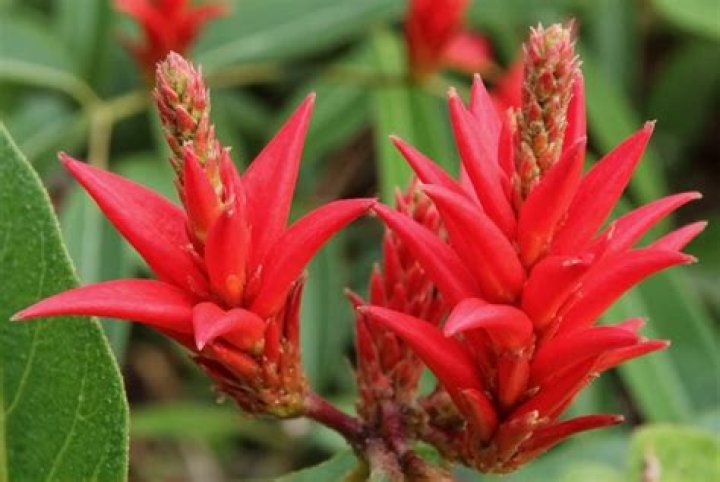 What season is red ginger available?