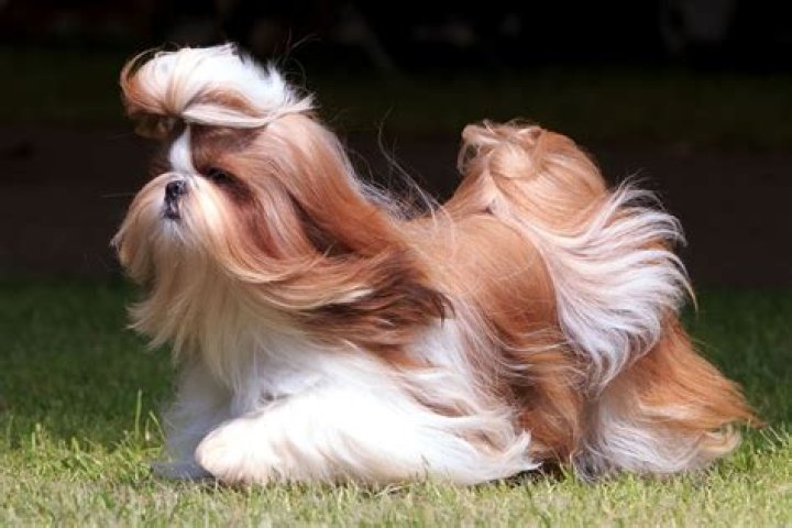 What should I name my male Shih Tzu?