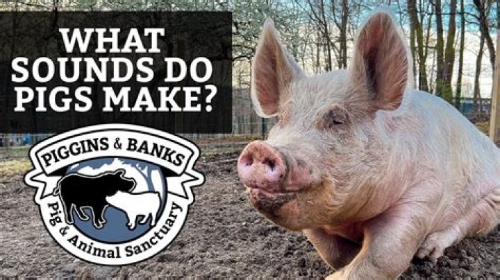 What sound does a feral pig make?