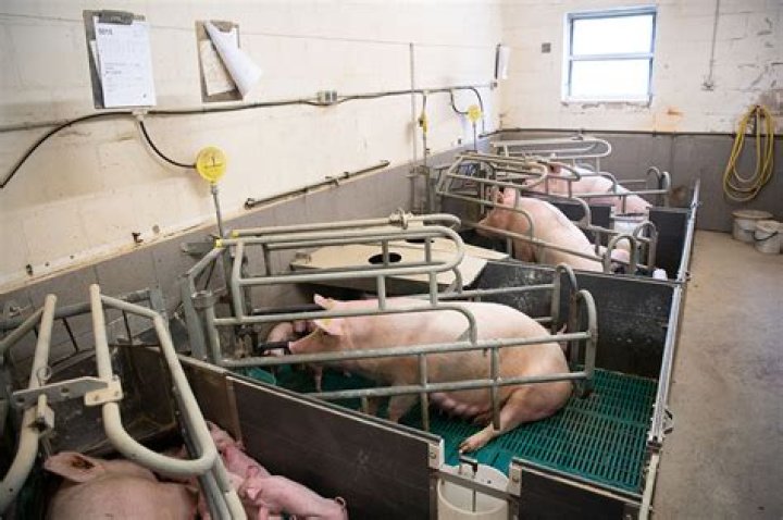 What temperatures should a farrowing house be and why?