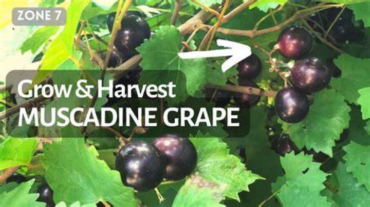 What time of year are muscadines ready?