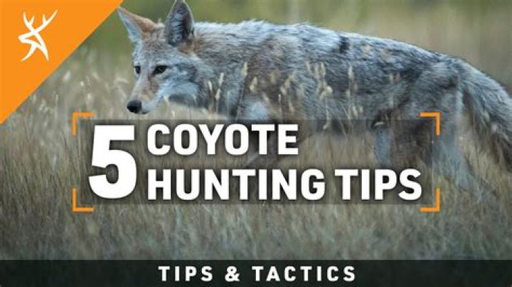 What time should you start coyote hunting?