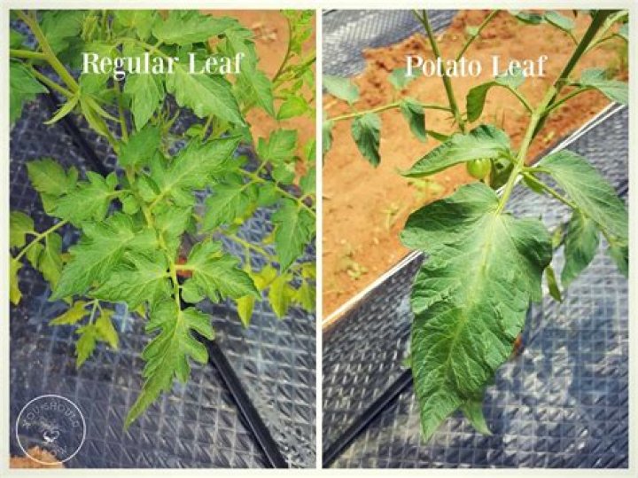 What tomato plants have potato leaves?